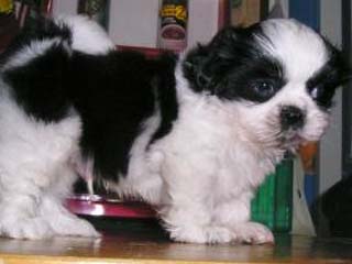 8-shi-tzu-1.jpg
