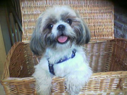 FGB%20Tapsy%20shi%20tzu%2001.jpg